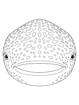 Free printable Front View Of A Spotted Whale Shark coloring page