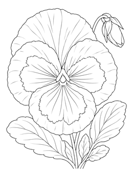 A blooming pansy with leaves on this spring flowers coloring page.