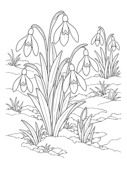 Snowdrops bloom through melting snow patches in this spring flowers coloring page.
