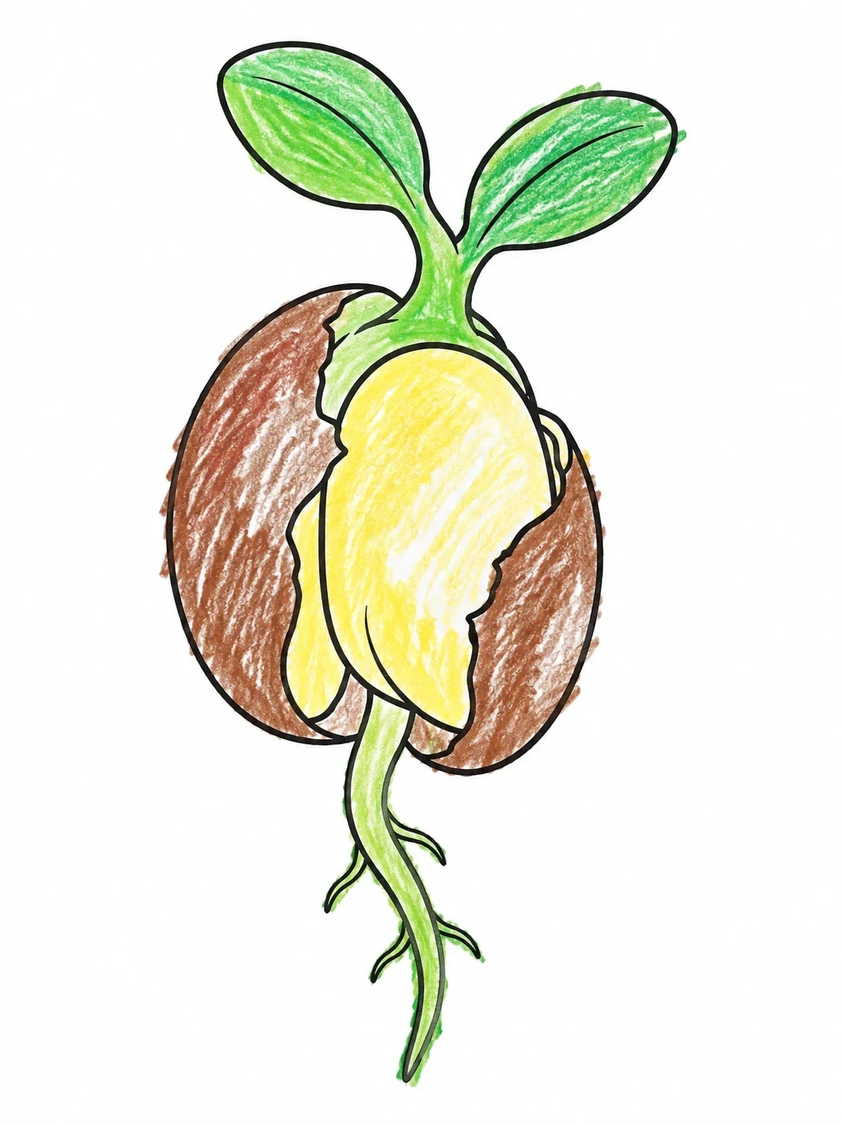 Colored example of the Sprouting Bean Seed With Roots And Leaves coloring page