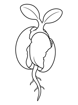 A sprouting bean seed with emerging root and green leaves in a simple plant coloring page.