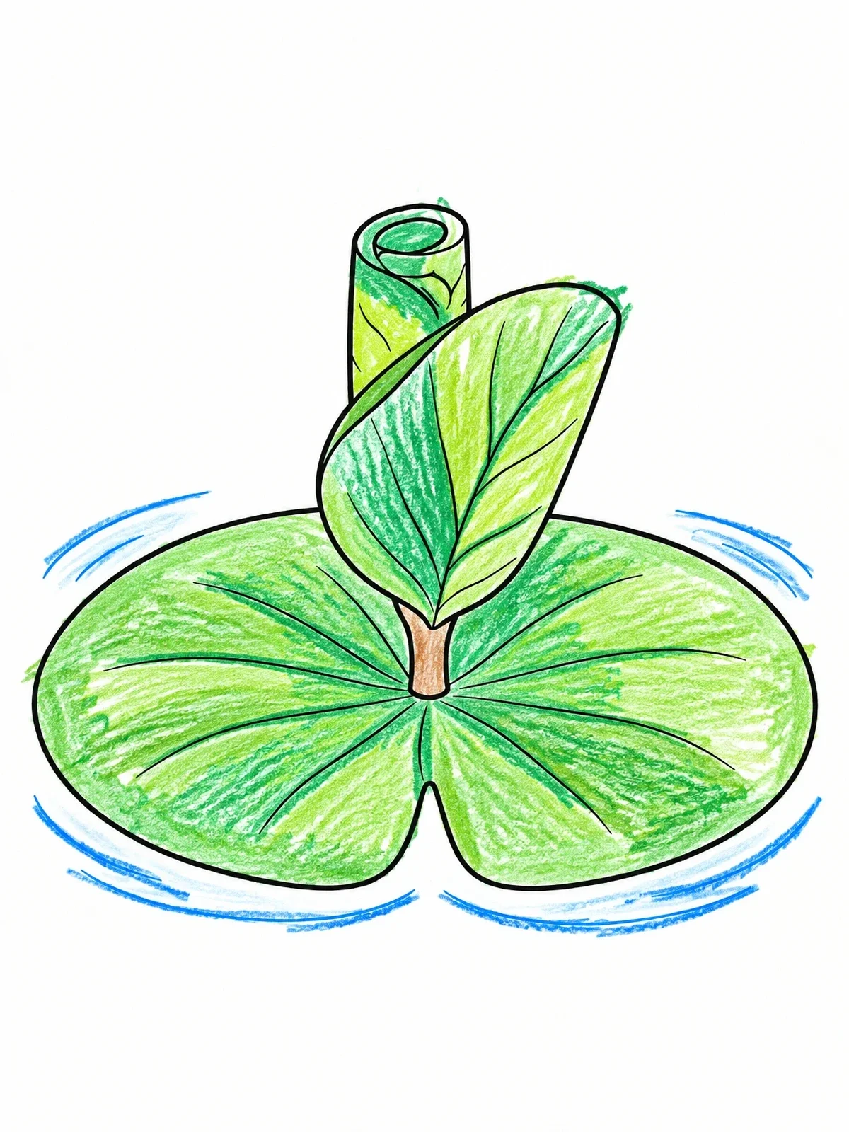Colored example of the Sprouting Lily Pad On Water coloring page