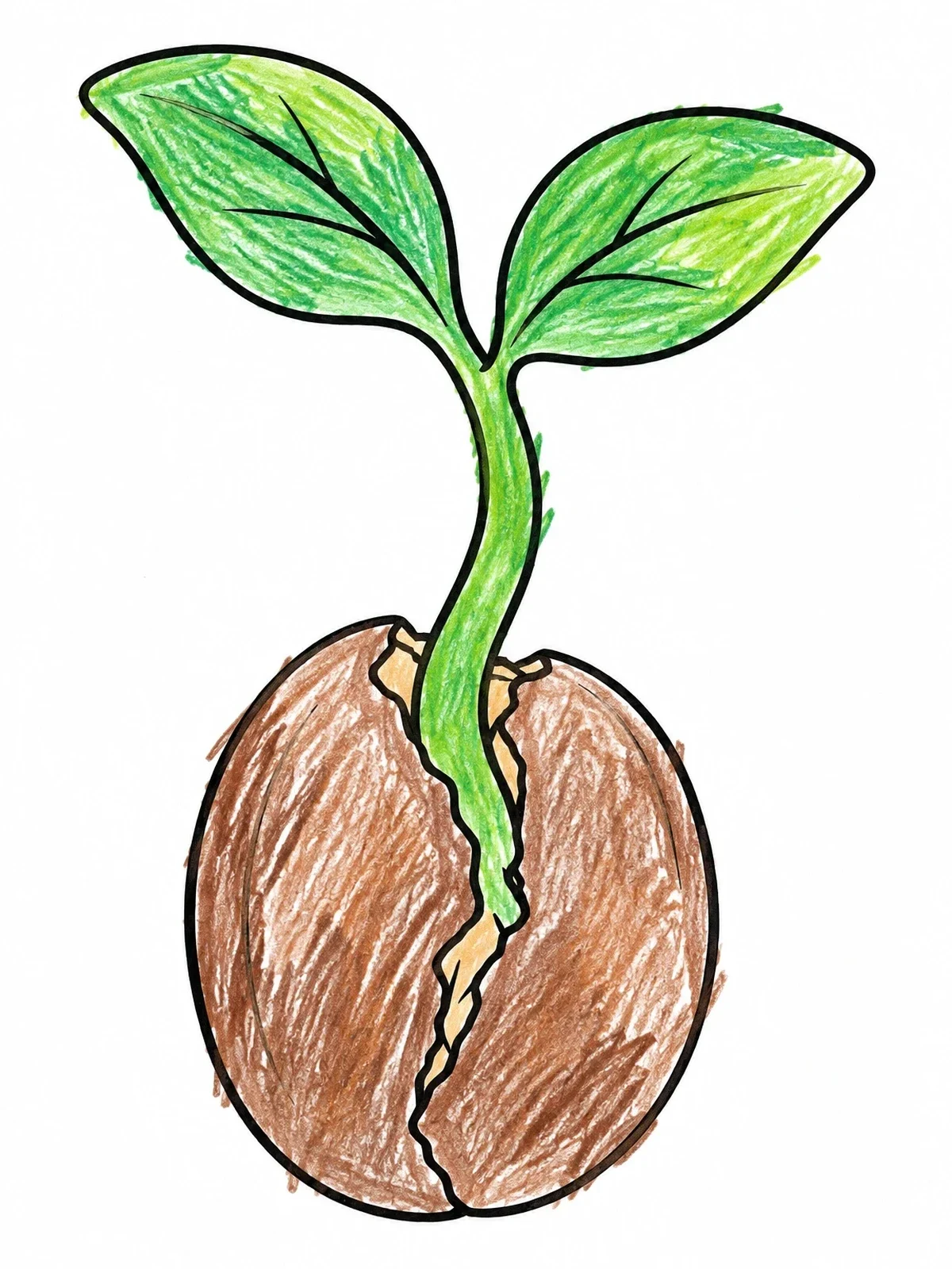 Colored example of the Sprouting Seed Of Hope coloring page