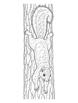 Free printable Squirrel Climbing Down Tree Trunk coloring page