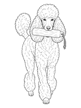 Detailed poodle coloring page featuring an elegant dog carrying a training dummy in its mouth.