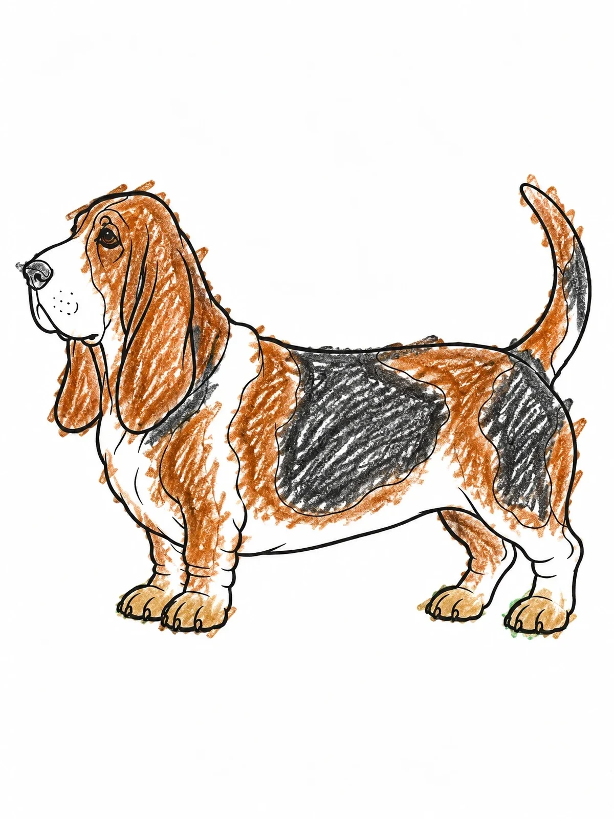 Colored example of the Standing Basset Hound In Profile coloring page