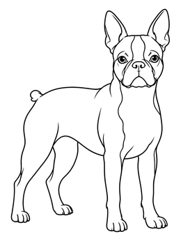 Free printable Standing Boston Terrier Line Art coloring page