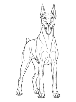 Free printable Standing Doberman Pinscher coloring page