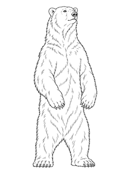A detailed standing polar bear coloring page with fine fur textures.