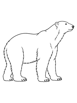 A realistic polar bear coloring page standing in profile on a plain background.