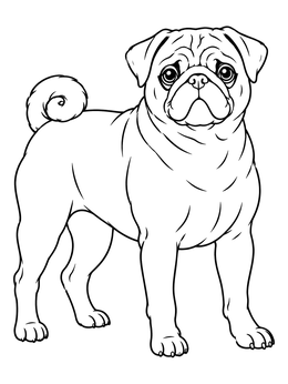 Standing Pug with Curled Tail coloring page