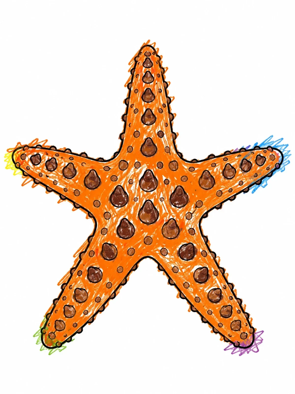 Colored example of the Knobby Chocolate Chip Sea Star coloring page