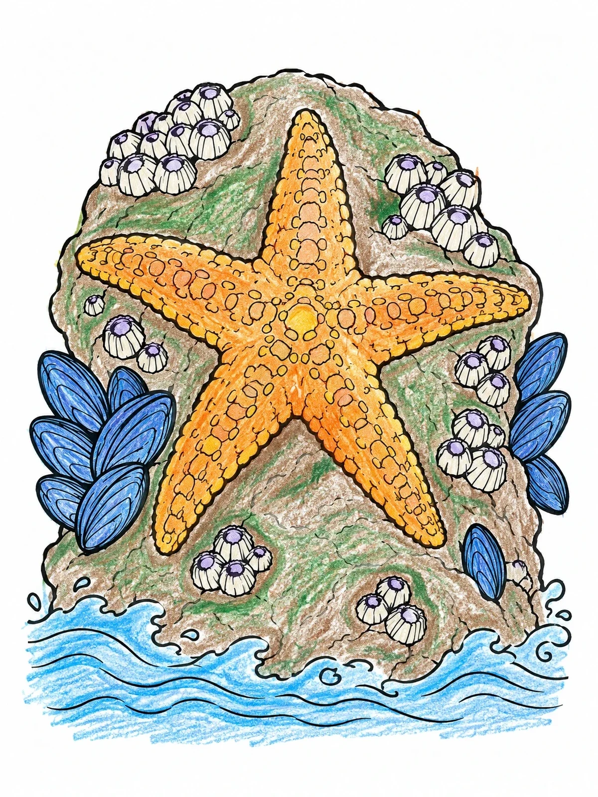 Colored example of the Sea Star On Tidal Rock coloring page
