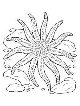 A detailed sunflower starfish coloring page resting on ocean rocks.