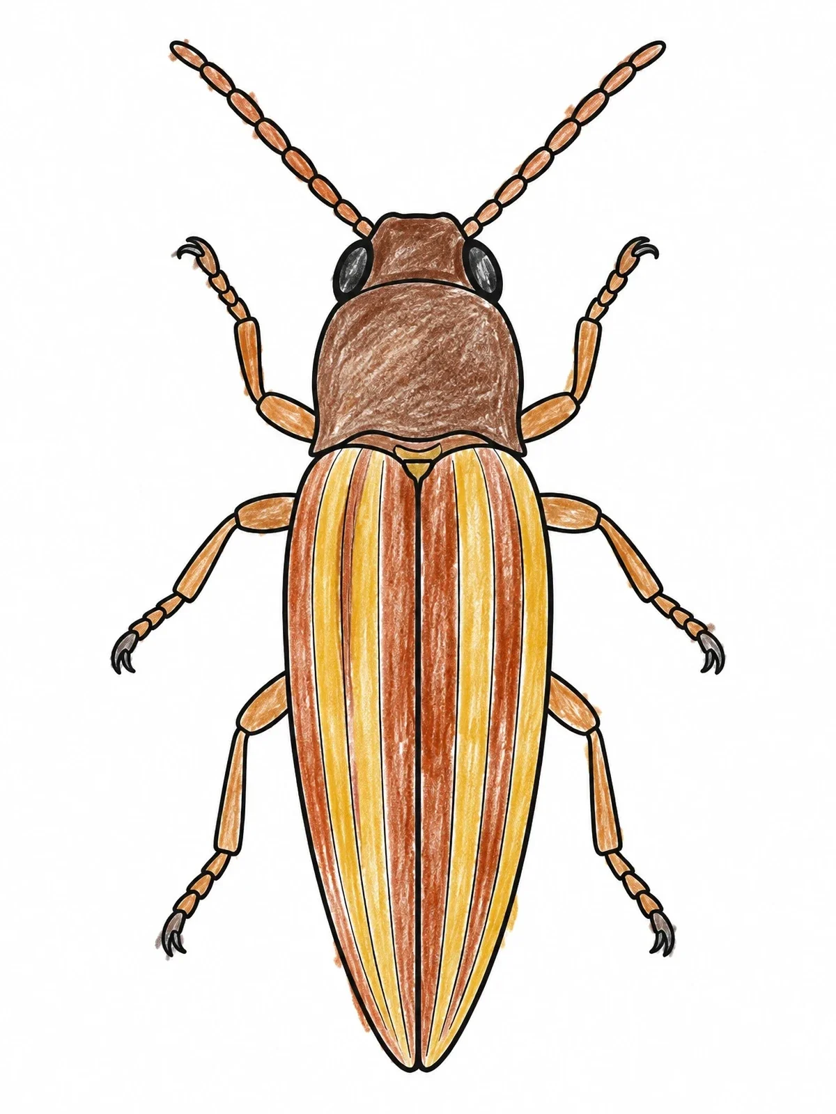 Colored example of the Streamlined Click Beetle Outline coloring page