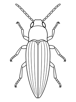 Top-down view of a slender click beetle coloring page with clean outlines.