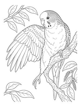 Free printable Stretching Budgie On A Leafy Branch coloring page