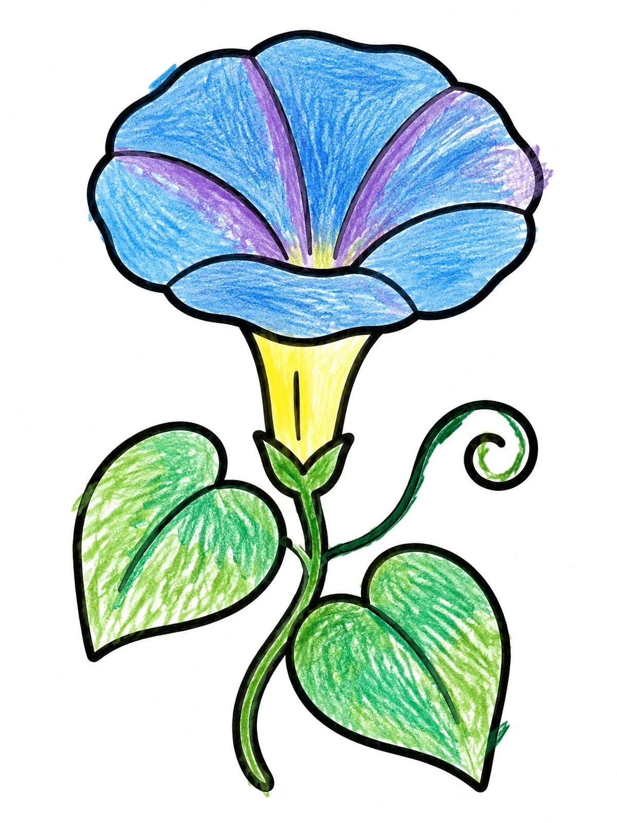 Colored example of the Blooming Morning Glory Flower coloring page