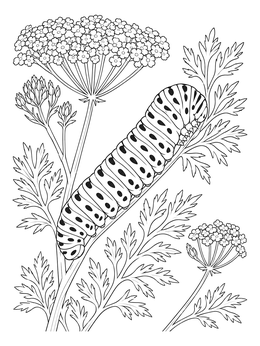 A detailed caterpillar coloring page featuring a swallowtail caterpillar on delicate wild carrot foliage.