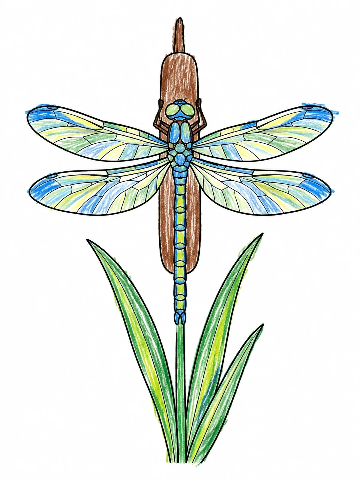 Colored example of the Dragonfly Resting On A Cattail coloring page