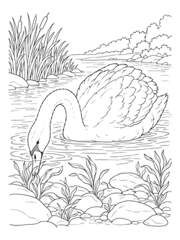 A graceful swan dipping its beak into water in this swan coloring page.