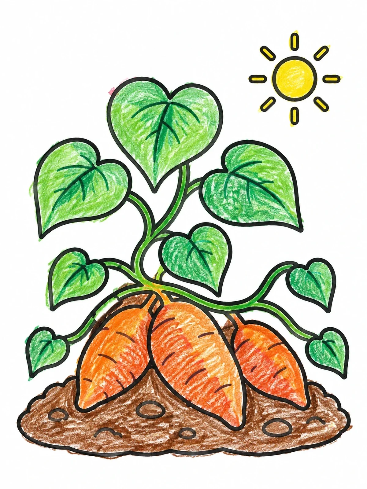 Colored example of the Sweet Potato Plant In Garden coloring page