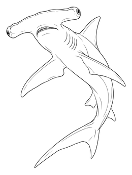 A detailed hammerhead shark coloring page showing the predator curving gracefully through open water.