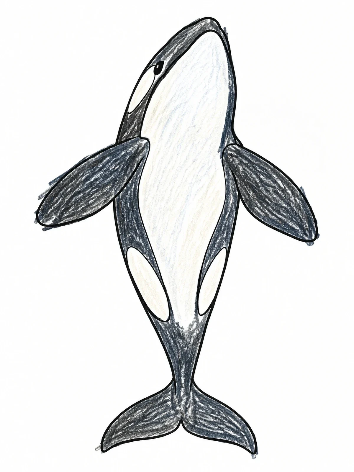 Colored example of the Swimming Killer Whale Ventral View coloring page