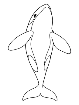 Clean outline of a swimming orca in this killer whale coloring page.