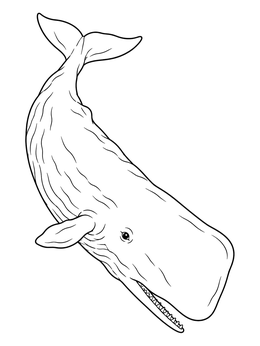 Detailed sperm whale coloring page showing the marine mammal diving downwards.