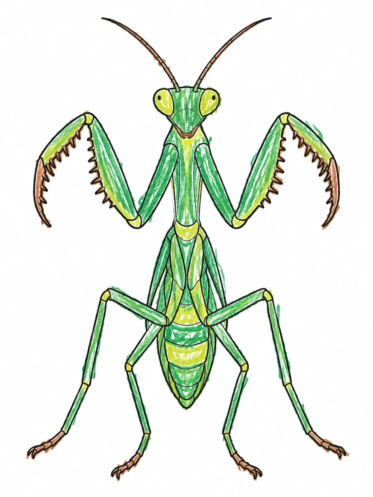 Colored example of the Symmetrical Praying Mantis Pose coloring page