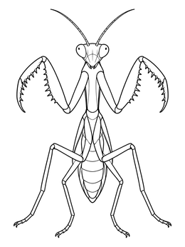 Free printable Symmetrical Praying Mantis Pose coloring page