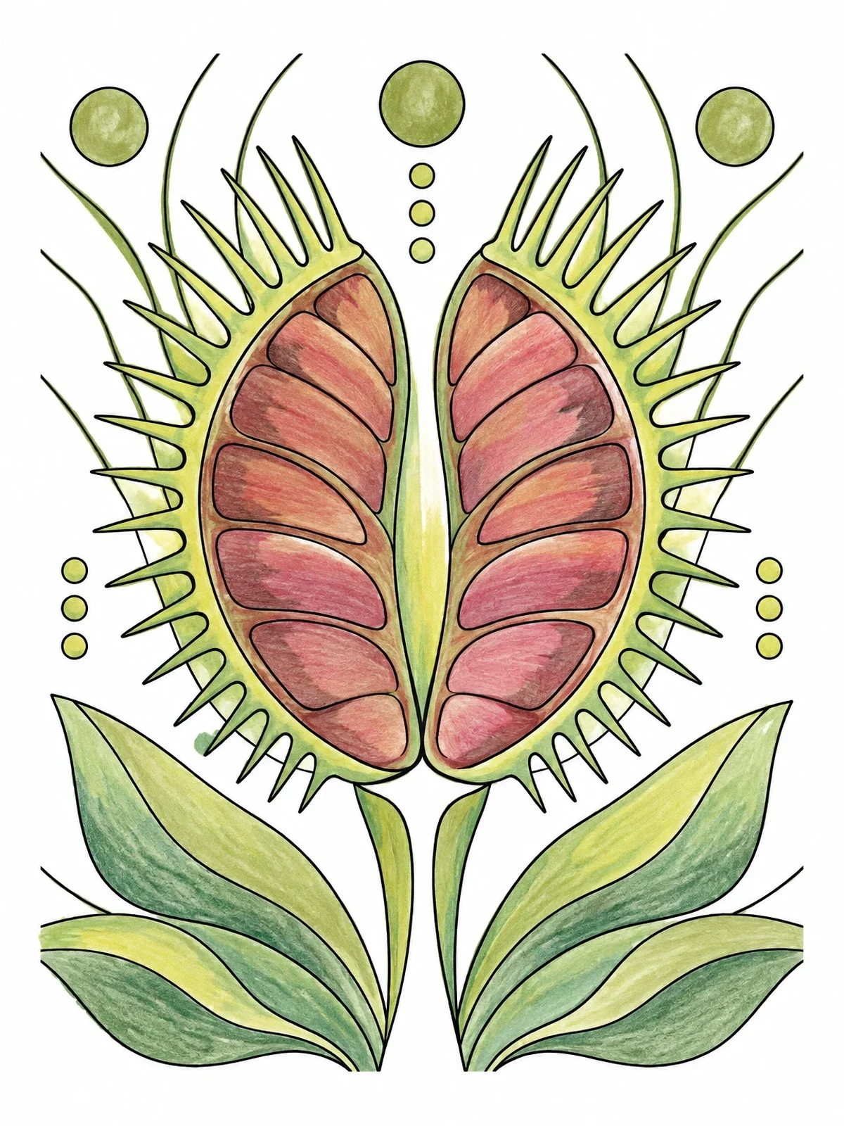 Colored example of the Symmetrical Venus Flytrap Art coloring page