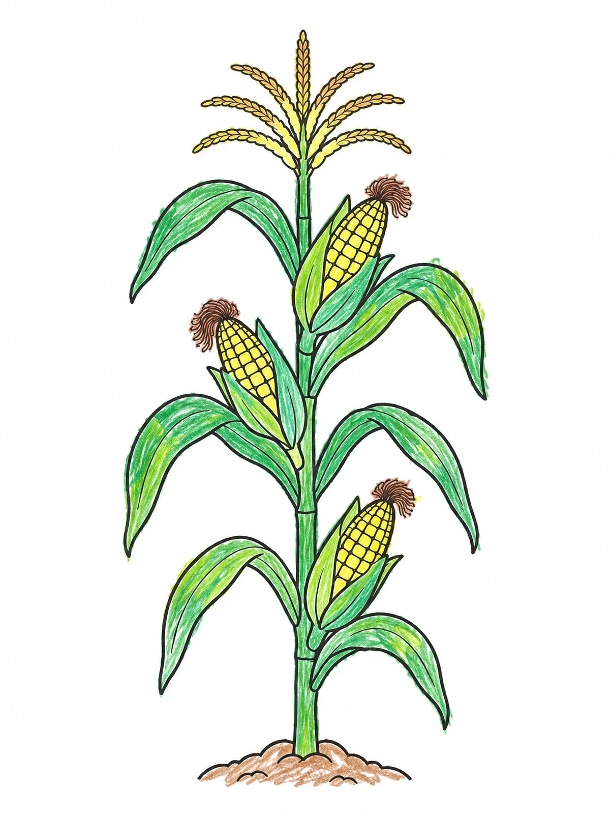 Colored example of the Tall Corn Stalk With Ears coloring page