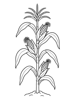 Free printable Tall Corn Stalk With Ears coloring page