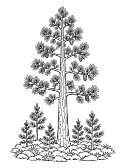 Detailed pine tree coloring page featuring pinecones and small forest saplings.