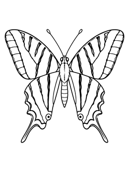 Zebra swallowtail butterfly outline on a tennessee coloring page.