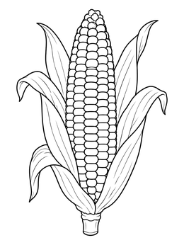 An ear of flint corn on this thanksgiving symbols coloring page.