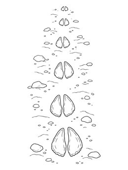 A three billy goats gruff coloring page featuring cloven hoof prints on a dusty path.