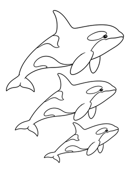 A peaceful orca whale coloring page showing three killer whales swimming in line.