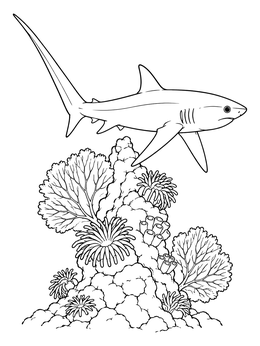 Free printable Thresher Shark Swimming Over Coral Pinnacle coloring page