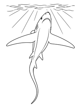 Free printable Thresher Shark Swimming Towards Surface Light coloring page