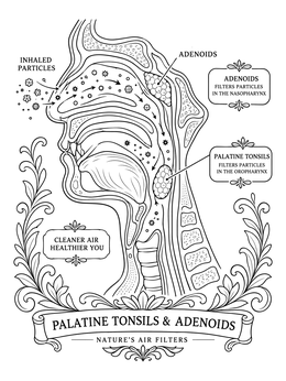 A detailed throat diagram in this immune system coloring page.