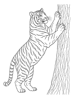 A detailed tiger coloring page showing the big cat standing on hind legs scratching tree bark.