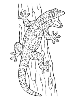 A detailed gecko coloring page featuring a spotted Tokay gecko resting on a tree trunk.