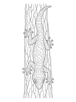 A detailed gecko coloring page featuring a spotted gecko crawling down textured tree bark.