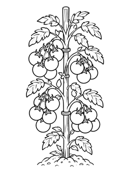 Free printable Tomato Plant On Garden Stake coloring page