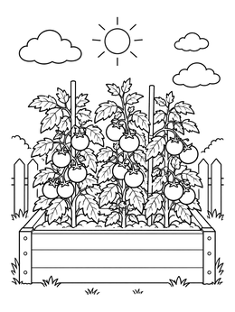 A sunny tomato coloring page showing tomato plants growing in a raised wooden garden bed.