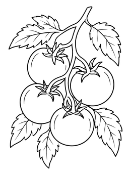 A bunch of ripe tomatoes hanging from a stem on this tomato coloring page.