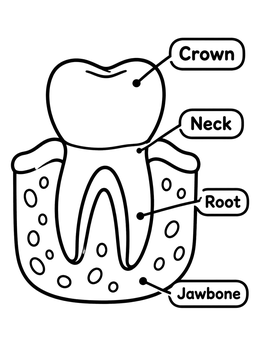 Free printable Tooth Anatomy With Labels coloring page